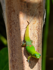 Phelsuma laticauda