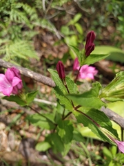 Spigelia scabrella