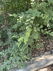 Carpinus turczaninovii