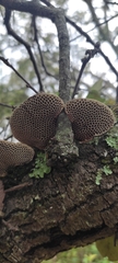 Hexagonia tenuis