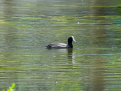 Fulica alai