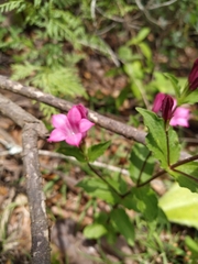 Spigelia scabrella