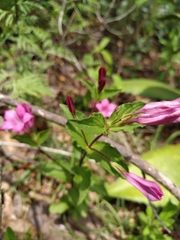 Spigelia scabrella