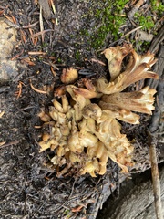 Ramaria rasilispora