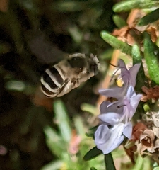 Anthophora urbana