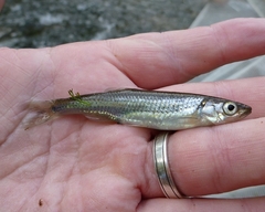 Notropis rubellus