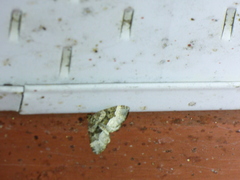 Euphyia intermediata