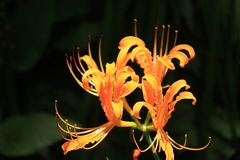 Lycoris aurea