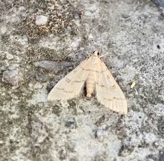Blepharomastix ranalis