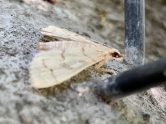 Blepharomastix ranalis
