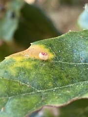 Dryocosmus minusculus