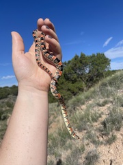 Rhinocheilus lecontei