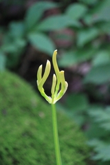 Lycoris aurea