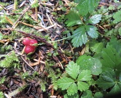 Rubus pedatus