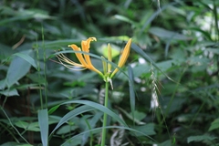 Lycoris aurea
