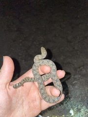Nerodia rhombifer