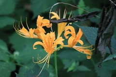 Lycoris aurea