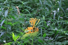 Lycoris aurea