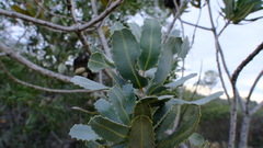 Banksia sceptrum