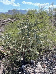 Cylindropuntia cholla