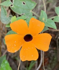 Thunbergia alata