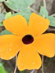 Thunbergia alata