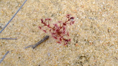 Drosera humilis