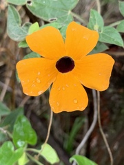 Thunbergia alata