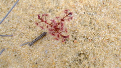 Drosera humilis