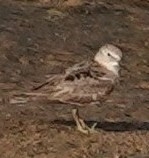 Charadriiformes