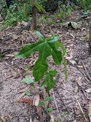 Brachychiton acerifolius