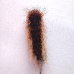 Phyllalia patens