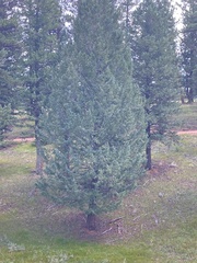 Juniperus scopulorum