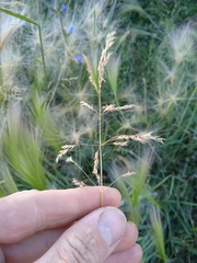 Poa trivialis