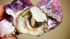 Megabalanus coccopoma