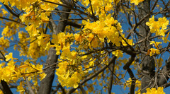 Handroanthus umbellatus