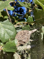 Callirhytis quercussuttoni