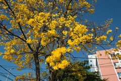 Handroanthus umbellatus
