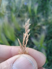 Poa trivialis
