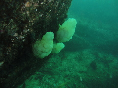 Phallusia mammillata