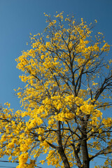 Handroanthus umbellatus