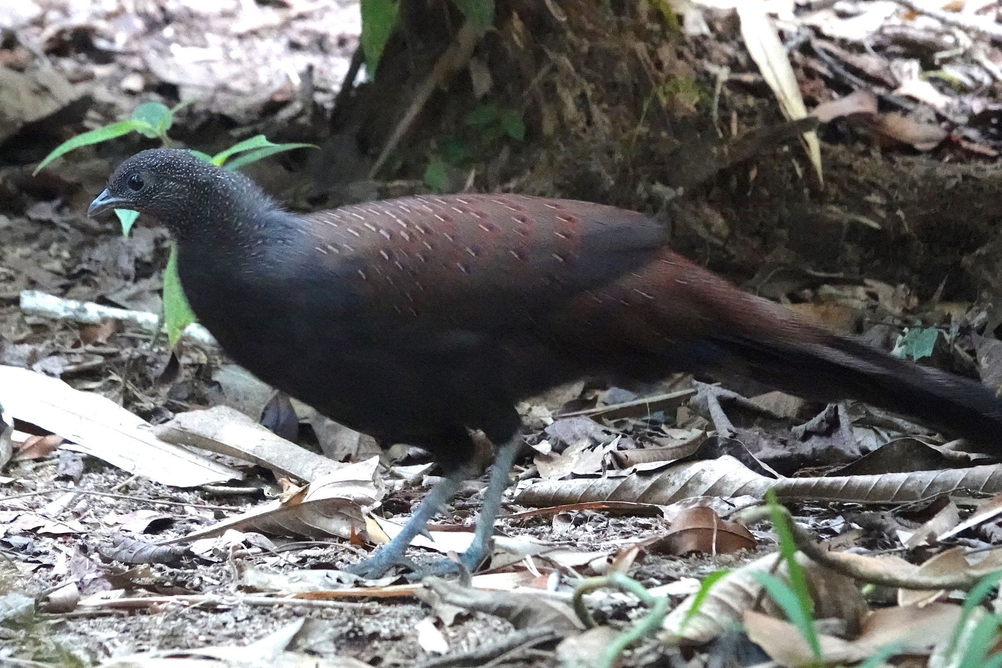 Mountain Peacock-Pheasant (Polyplectron inopinatum), photo 5