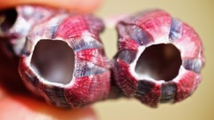 Megabalanus coccopoma