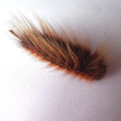 Phyllalia patens
