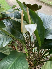 Spathiphyllum cannifolium