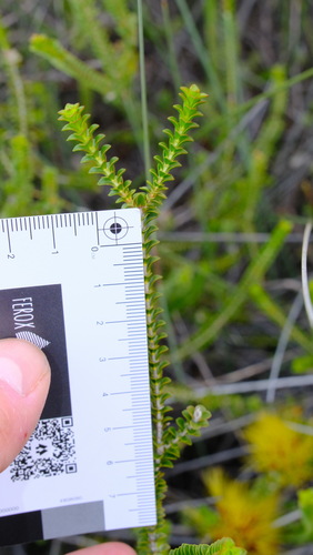 Image of Melaleuca aestiva by (c) Peter Crowcroft, some rights reserved (CC BY)