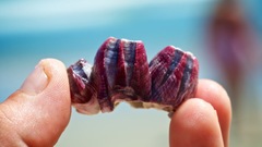 Megabalanus coccopoma