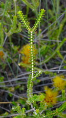 Melaleuca aestiva