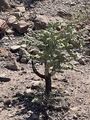 Cylindropuntia cholla
