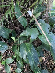 Spathiphyllum cannifolium